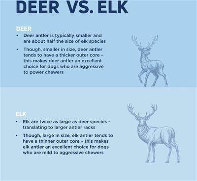 Elk Antler Split DFW Raw Dog Food Barkworthies Barkworthies Elk Antler Split