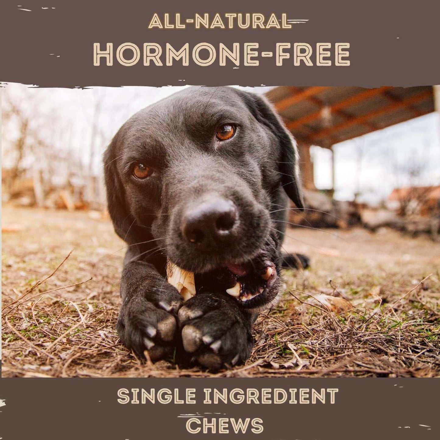 Black Labrador chewing all-natural hormone-free Buffalo Horn dog chew outdoors