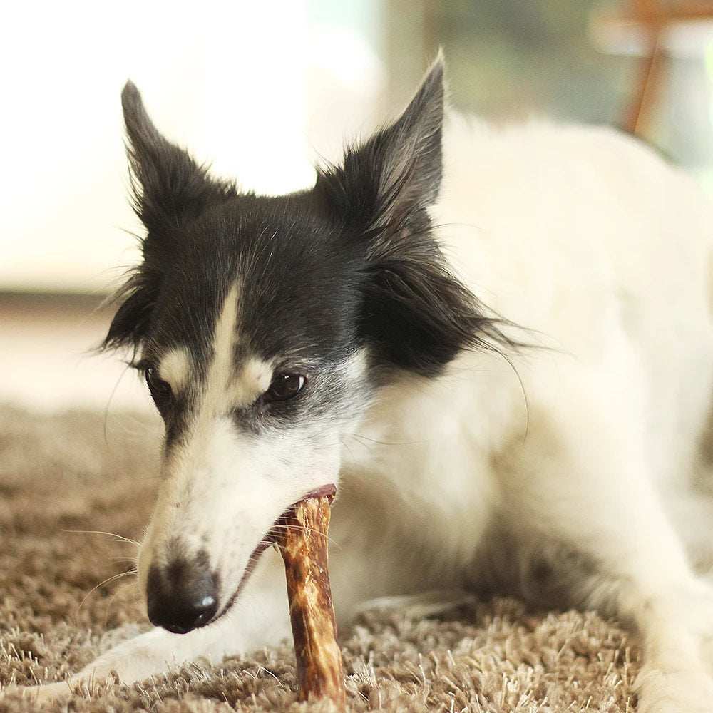 Dog chewing a Chewy Bulls beef gullet chew treat on carpet