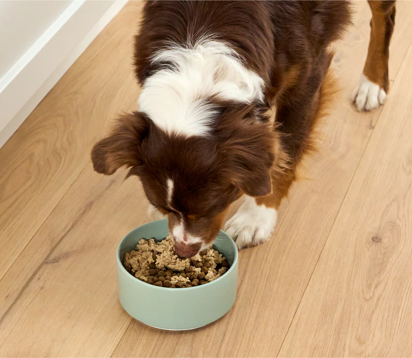 Arctic Char Topper for Dogs-Dry Supplement-Open Farm-DFW Raw Dog Food