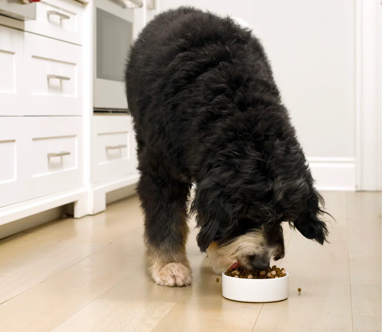 Black and white dog eating RawMix Wild Ocean grain-free dog kibble from a white bowl on wooden floor in kitchen