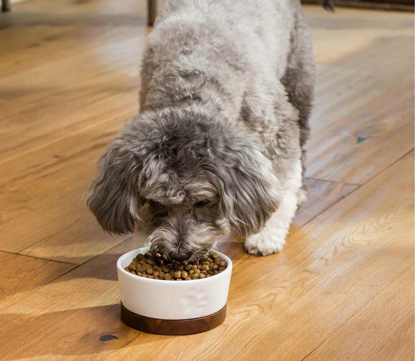 Dog eating Pollock & Oatmeal Digestive Health dog kibble from a white bowl on wooden floor, supporting digestive health.