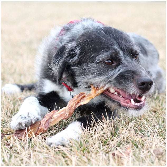 Dog chewing on a Beef Combo Strap chew made of beef backstrap and esophagus on grass