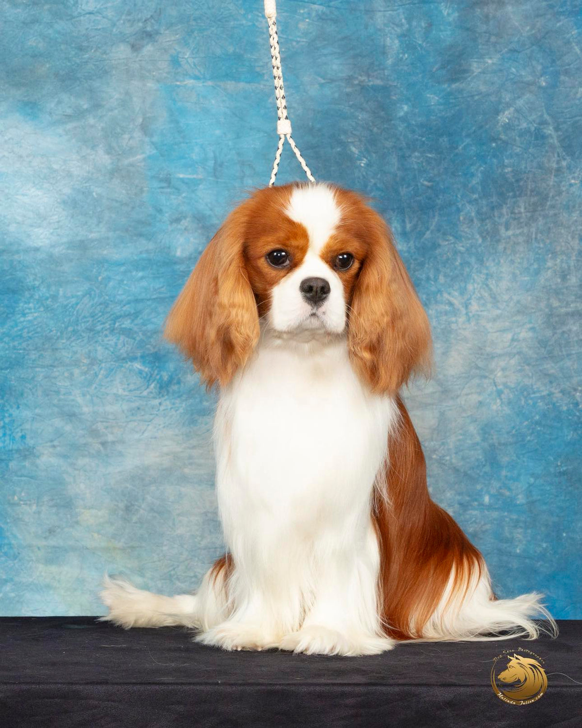 Blenheim Cavalier King Charles Spaniel sitting elegantly against a mottled blue backdrop for a professional portrait.