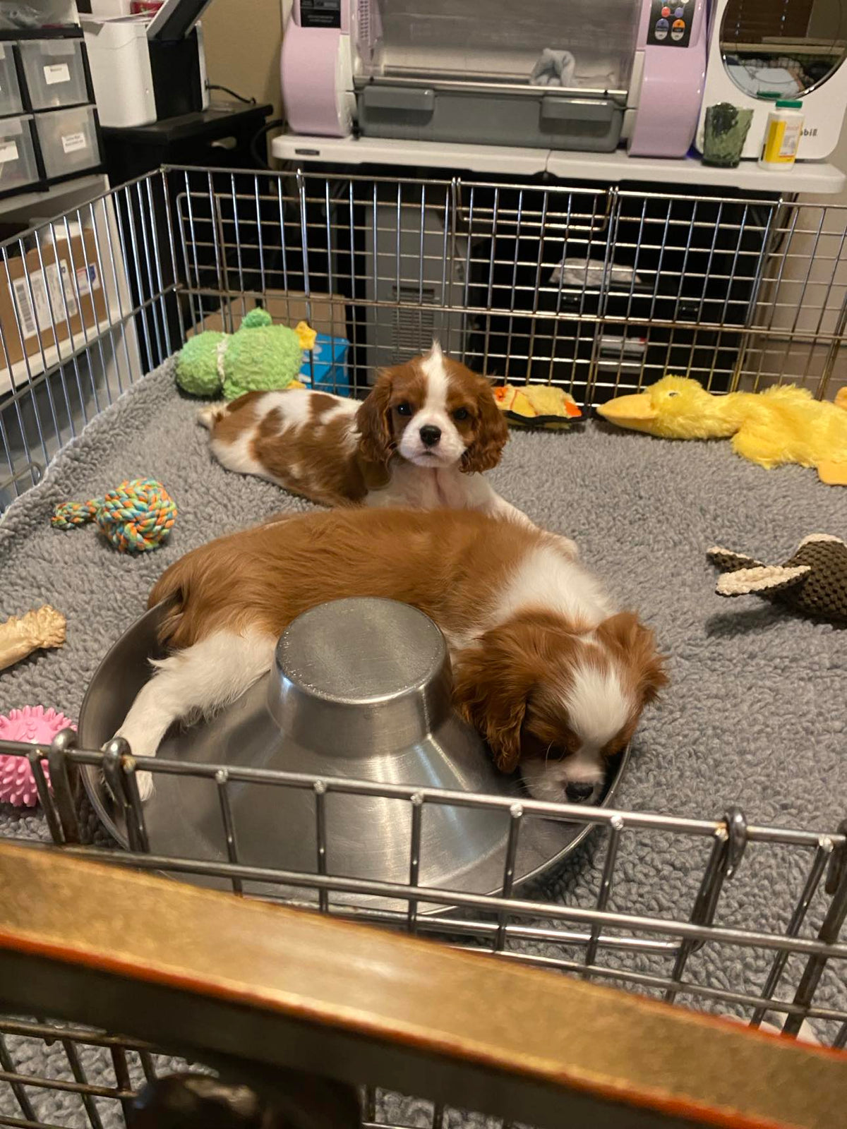 Two Cavalier King Charles Spaniel puppies resting on a gray mat inside a wire playpen with various colorful dog toys.