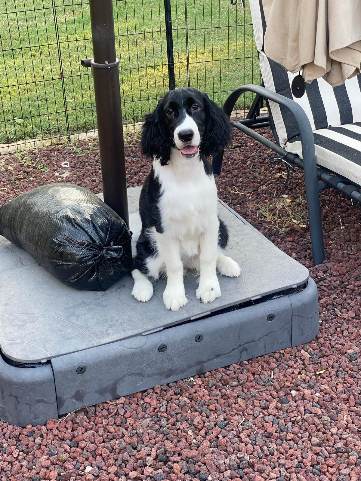 A black and white English Springer Spaniel puppy sitting on a patio umbrella base in a backyard with red lava rock.