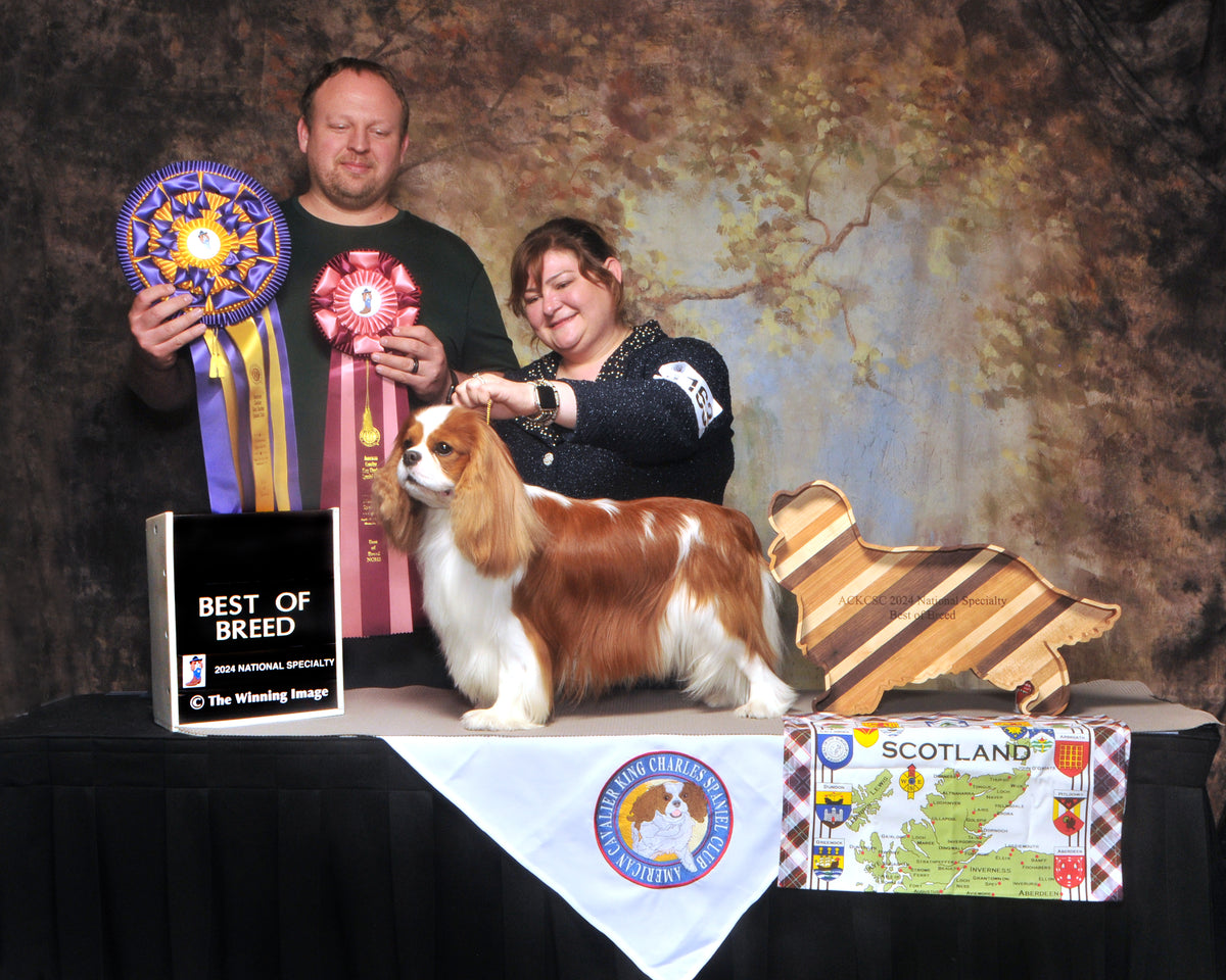 A handler and judge pose with a Blenheim Cavalier King Charles Spaniel holding Best of Breed ribbons at a dog show.