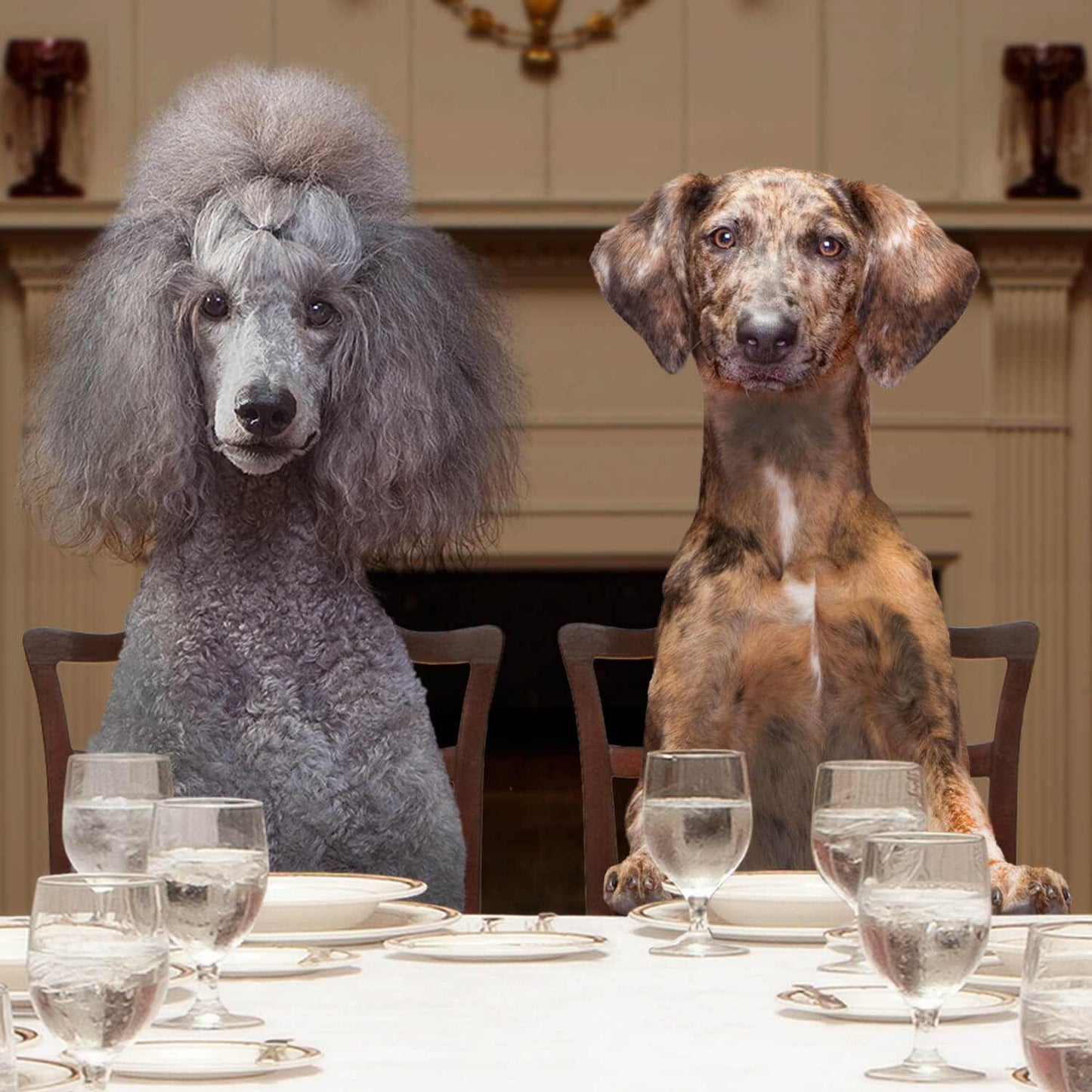 Two dogs sitting at a dining table set with glasses and plates representing Gold Adult dog food for normally active adult dogs.