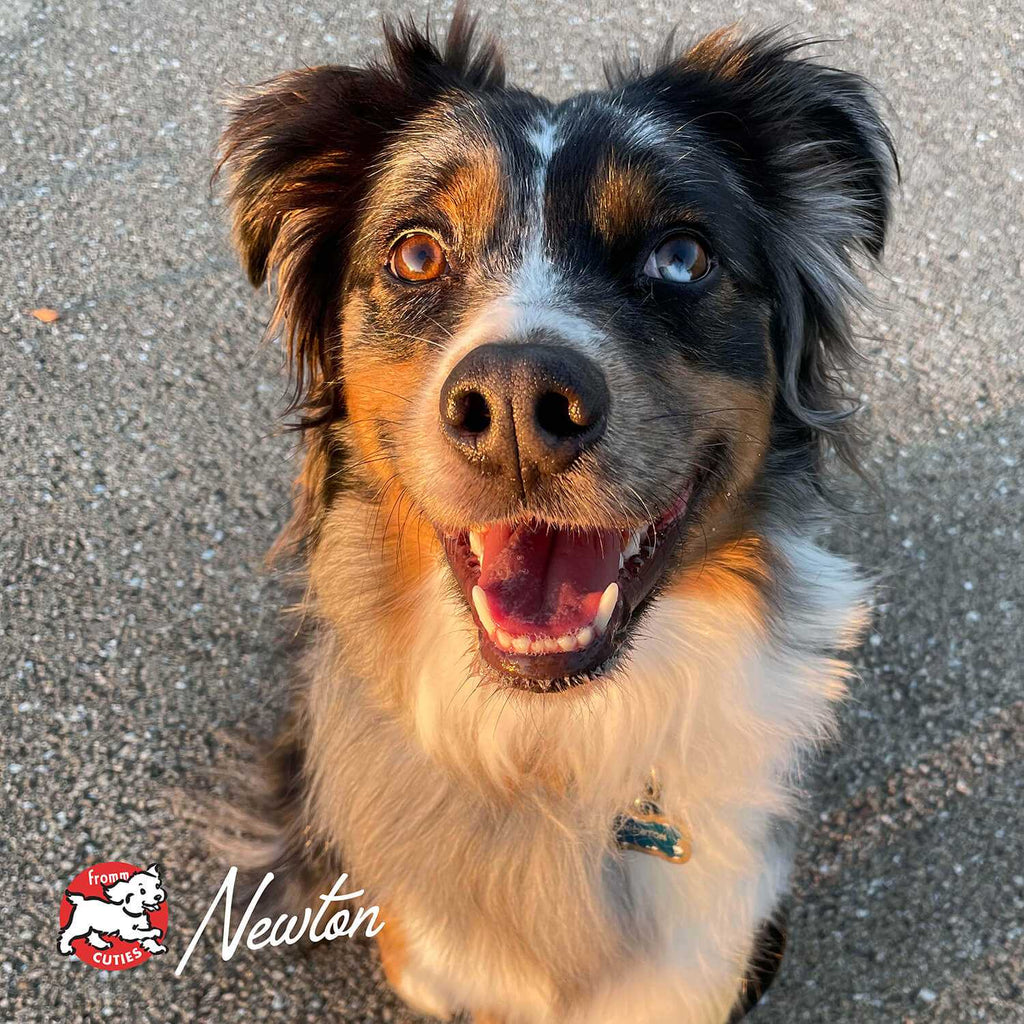 Happy adult dog with shiny coat representing Gold Adult dog food with probiotics and salmon oil for digestion and coat health.