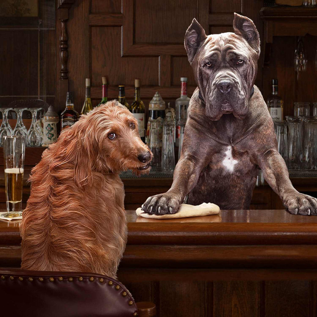 Two adult dogs sitting at a wooden bar counter, illustrating healthy and active adult dogs for GOLD ADULT Dog 30 lb food.