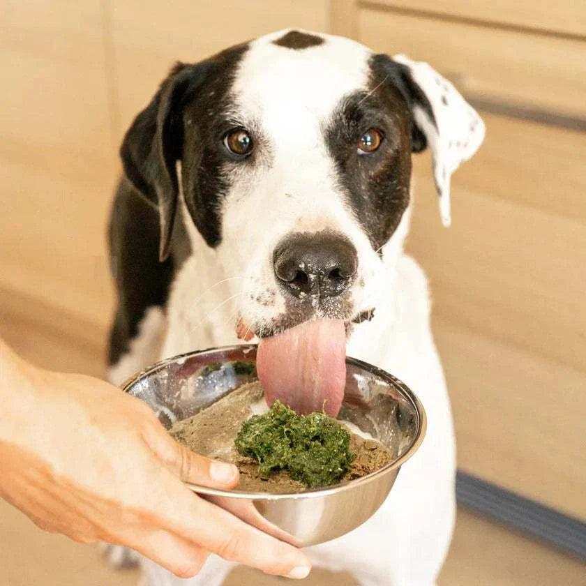 Frozen vegetable blend Bailey’s Blend, moist green puree served in a stainless steel bowl as a dog licks it up.