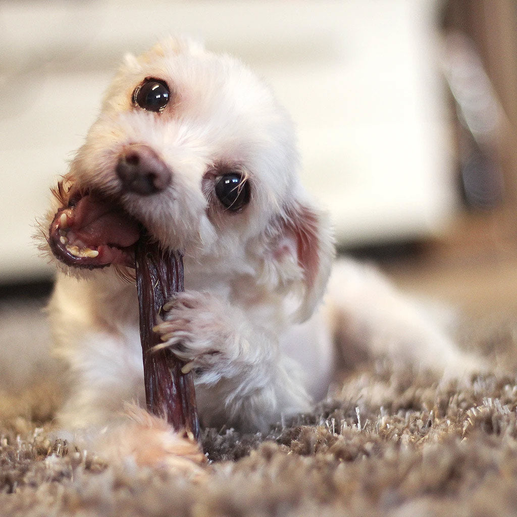 Small white dog chewing on a 6-inch beef gullet stick treat on carpet