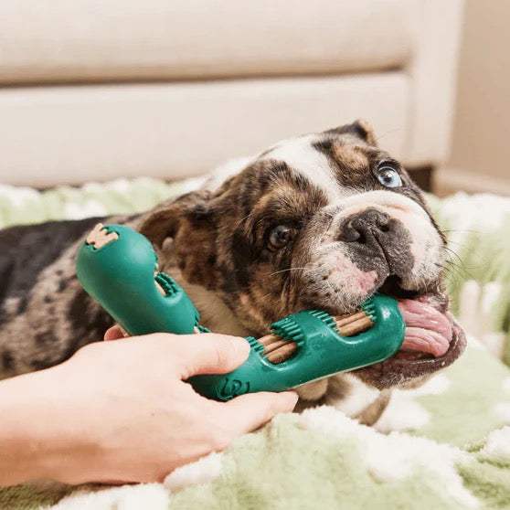Dog using Bite n' Brush dental toy for teeth cleaning while chewing.