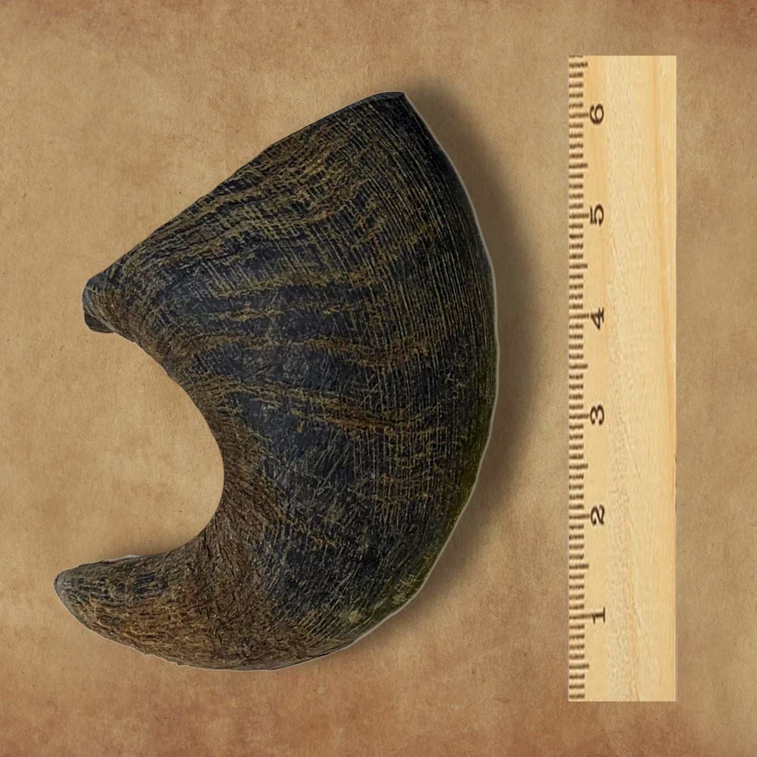 Natural water buffalo horn chew for dogs with ruler for size comparison