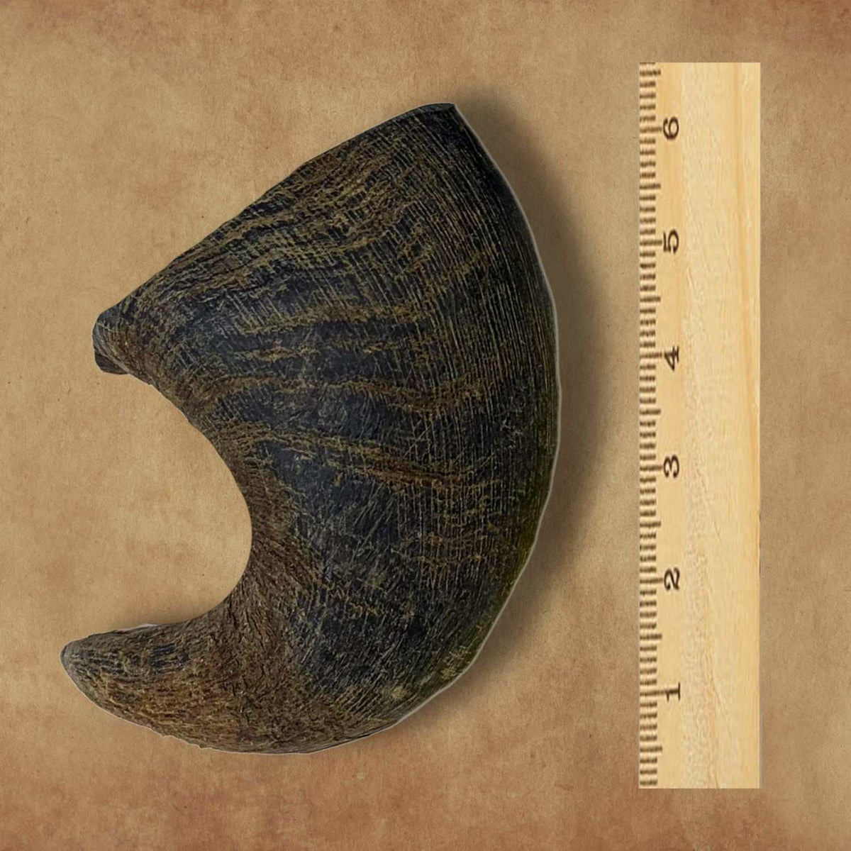 Natural water buffalo horn chew for dogs with ruler for size comparison