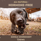 Black Labrador chewing all-natural hormone-free Buffalo Horn dog chew outdoors