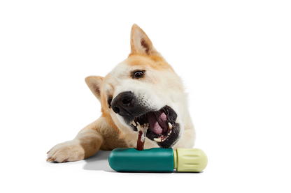 Dog enjoying a chew with the BullySafe holder, designed for safer and longer lasting play.