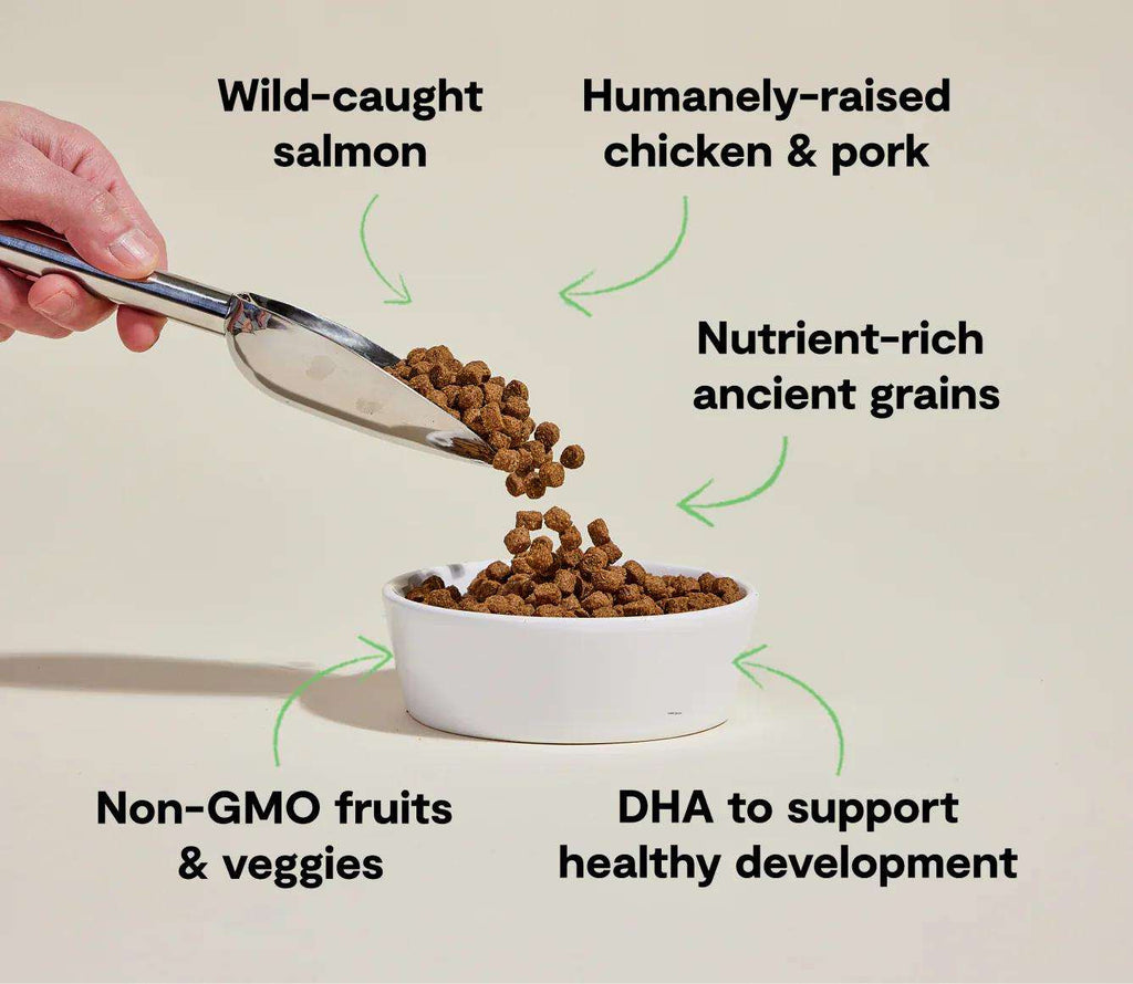 Puppy kibble, brown crunchy pieces with chicken, salmon and ancient grains; Ancient Grains High-Protein Puppy Food in a white bowl.