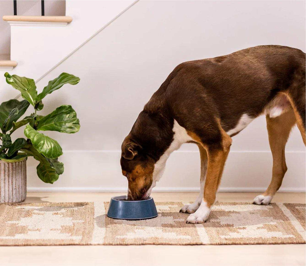 Puppy food bowl with a brown-and-tan puppy eating Ancient Grains High-Protein Puppy Food from a blue dish.