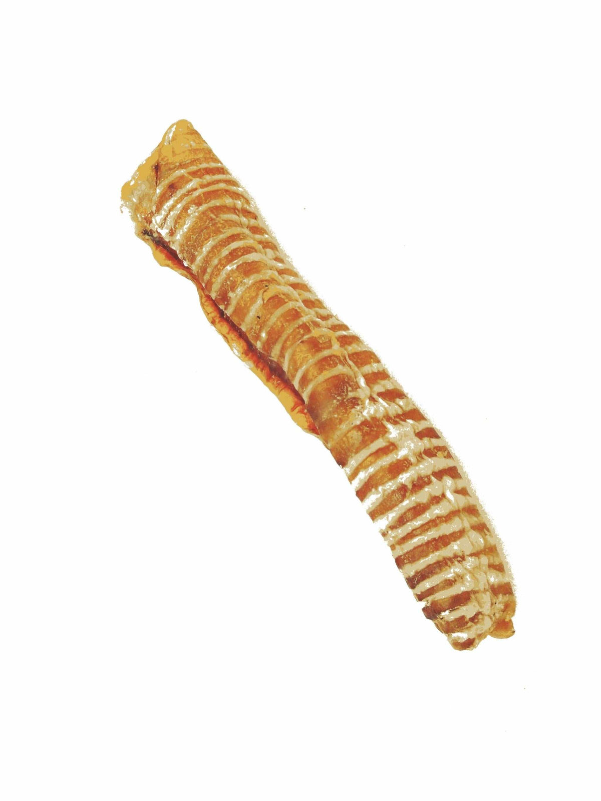 Beef Trachea dog chew, dried golden-brown with a natural ridged, ringed texture and curved tubular shape.