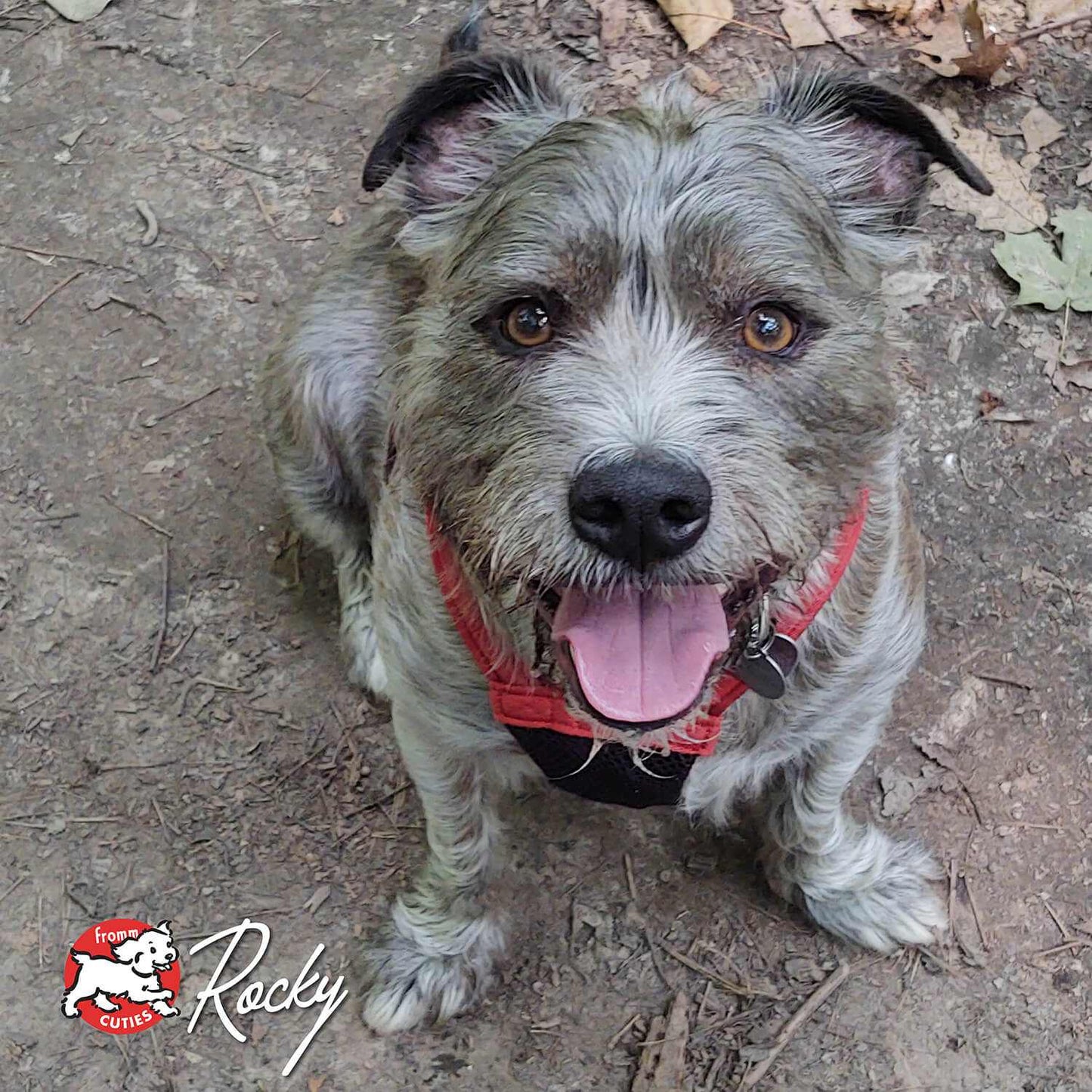Four-Star Duck A La Veg dish with duck, sweet potatoes, and mixed fruits and vegetables