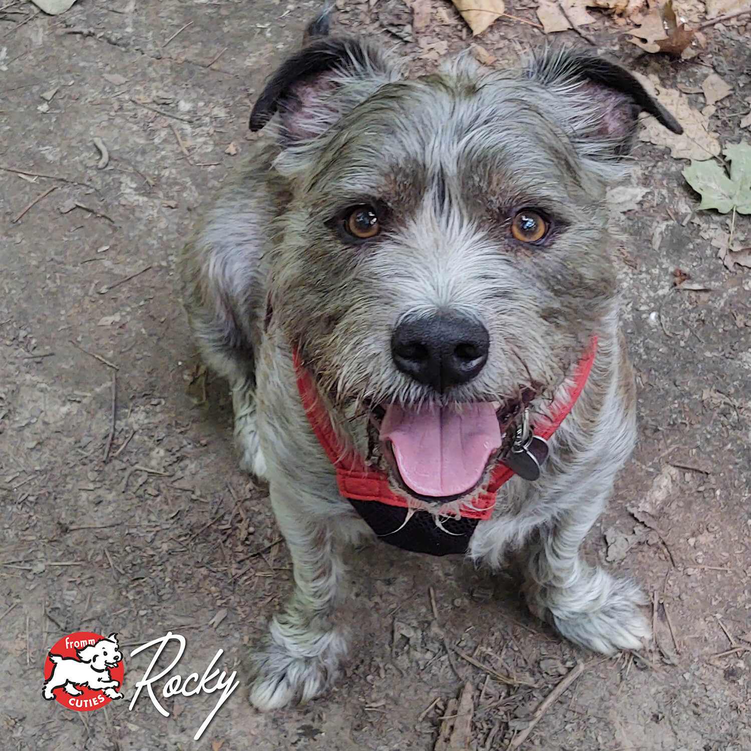 Four-Star Duck A La Veg dish with duck, sweet potatoes, and mixed fruits and vegetables