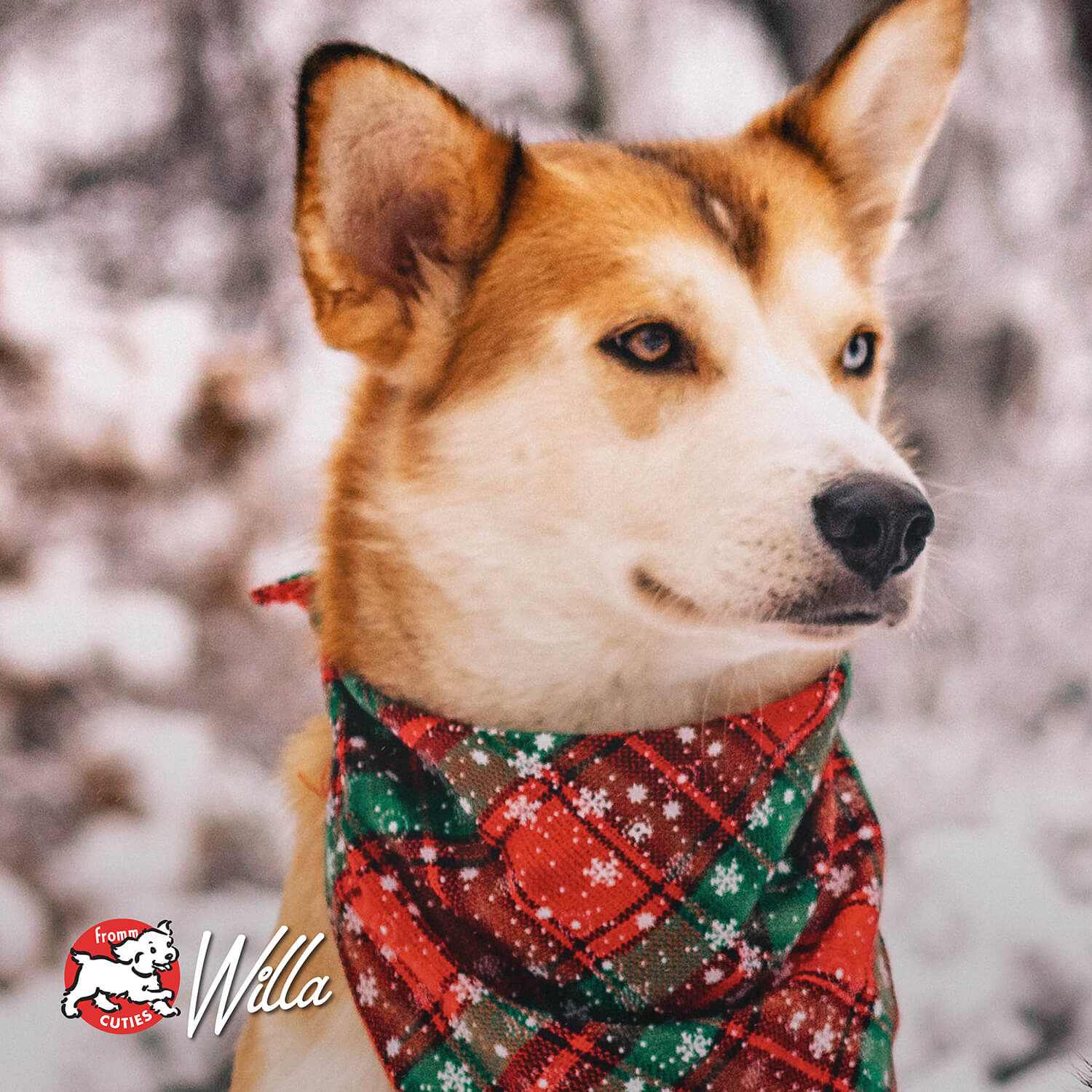 Dog wearing a red and green plaid bandana in snowy outdoor setting