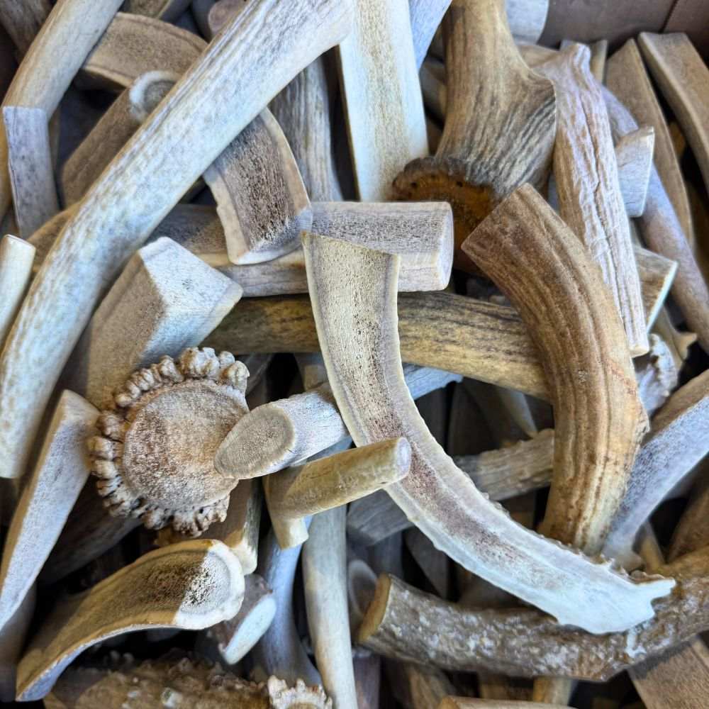Pile of economy elk antler dog chews with natural whitish appearance