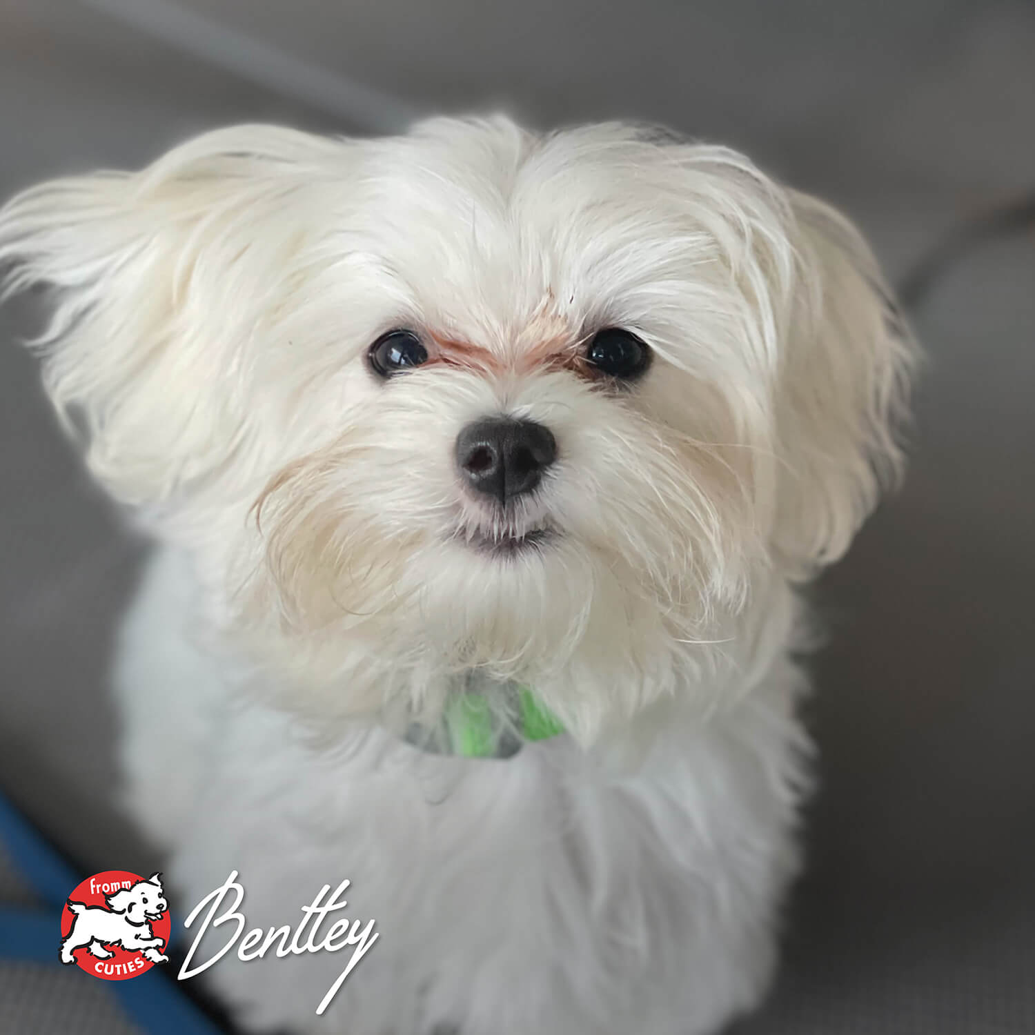 Hasen Duckenpfeffer German dish with rabbit, duck, peas, potatoes, and mixed fruits and vegetables