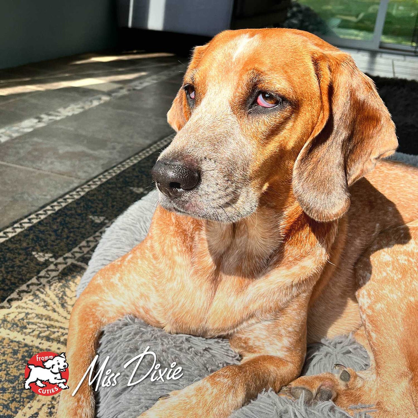 Yellow and white dog resting on a carpeted floor with sunlight streaming in indoors