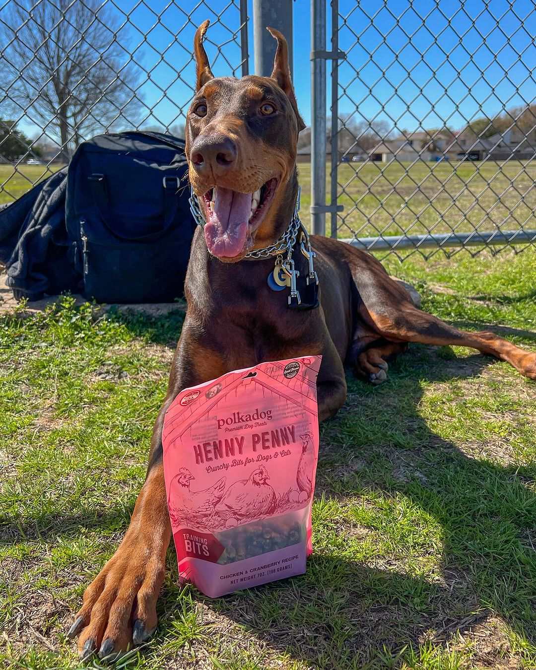 Doberman dog outdoors with a bag of Henny Penny Chicken & Cranberry Training Bits Crunchy Dog Treats on grass near a chain-link fence