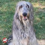 Dog food featuring a shaggy grey dog on the package, with the exact recipe name -Star Beef Oats & Barley.