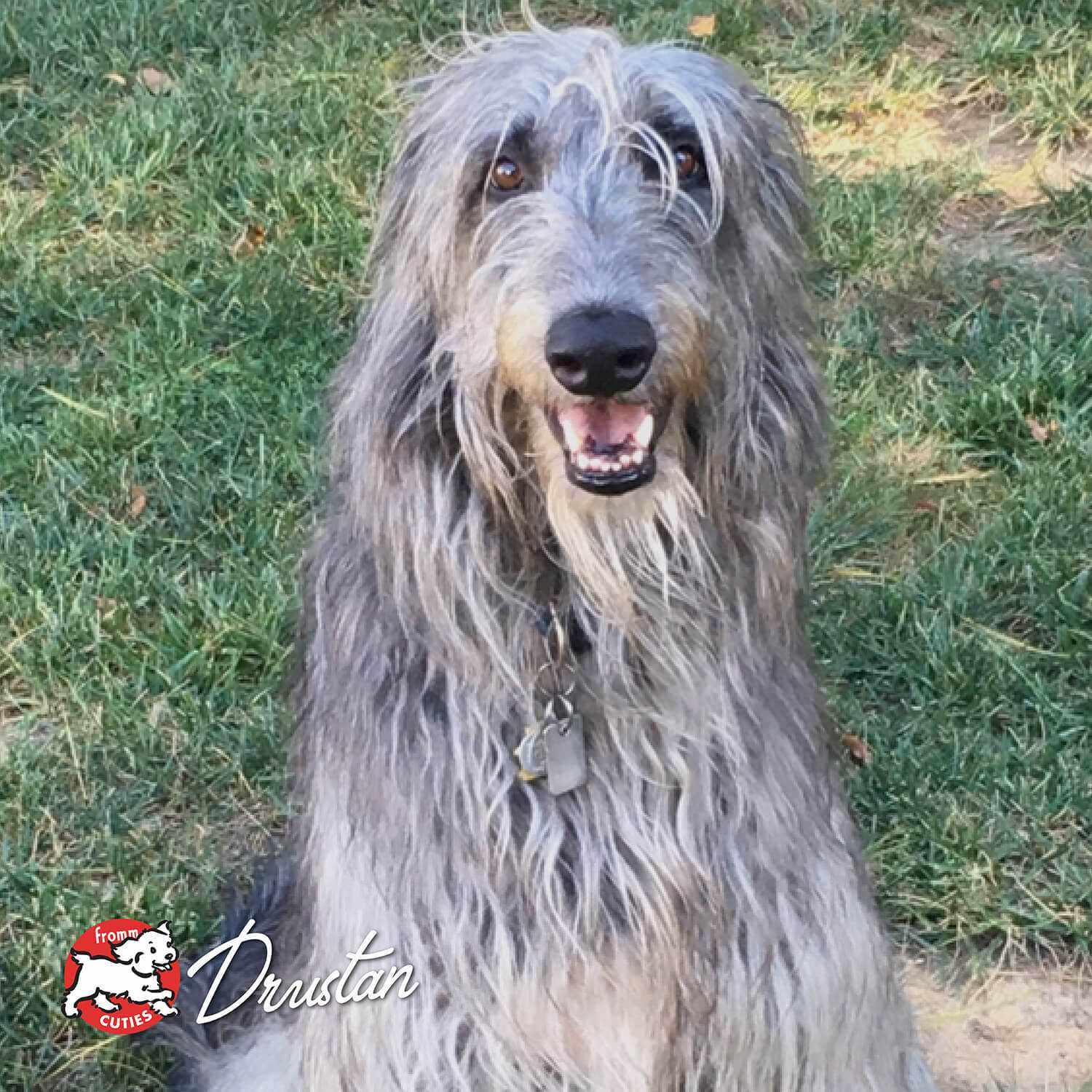 Happy long-haired dog outdoors representing Four-Star Beef Oats & Barley pet food with beef, oats, and barley ingredients