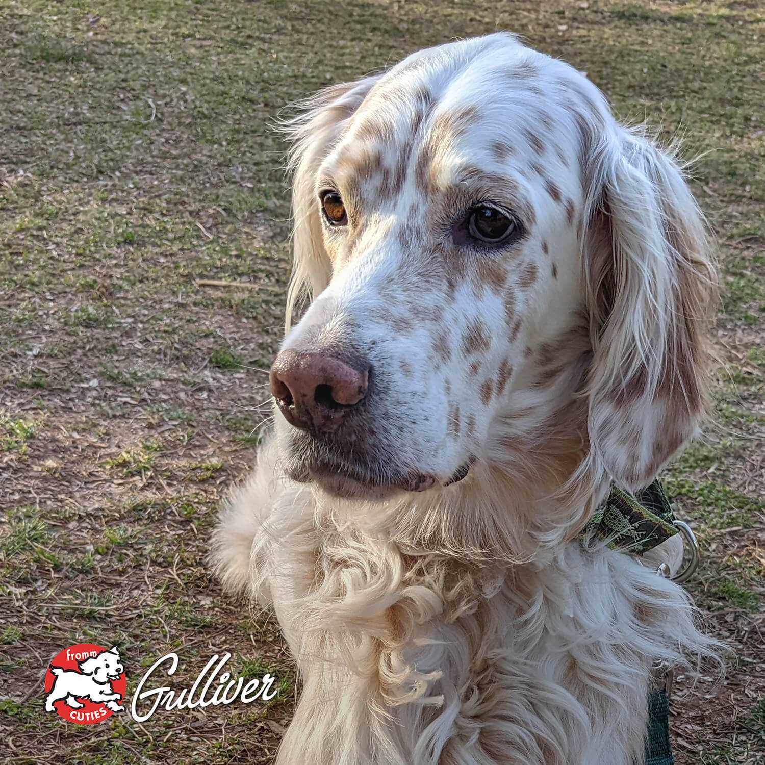 Four-Star Beef Oats & Barley dog food with Scottish-inspired beef, oats, barley, fruits, and vegetables, featuring a close-up of an English Setter dog outdoors
