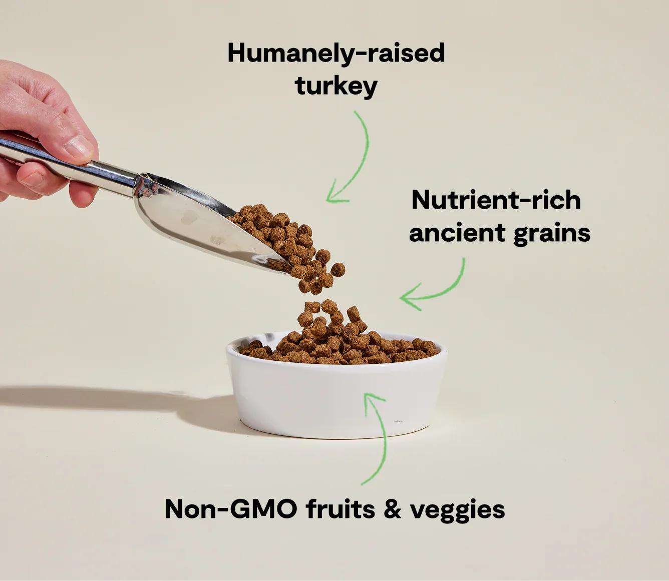 Homestead Turkey & Ancient Grain Recipe dog kibble with humanely-raised turkey, nutrient-rich ancient grains, and non-GMO fruits and veggies in a white bowl