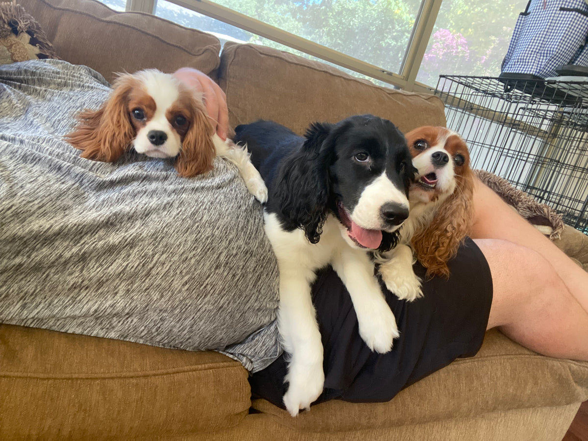 Two Cavalier King Charles spaniels and a black and white puppy lounging on a person's lap on a brown sofa.