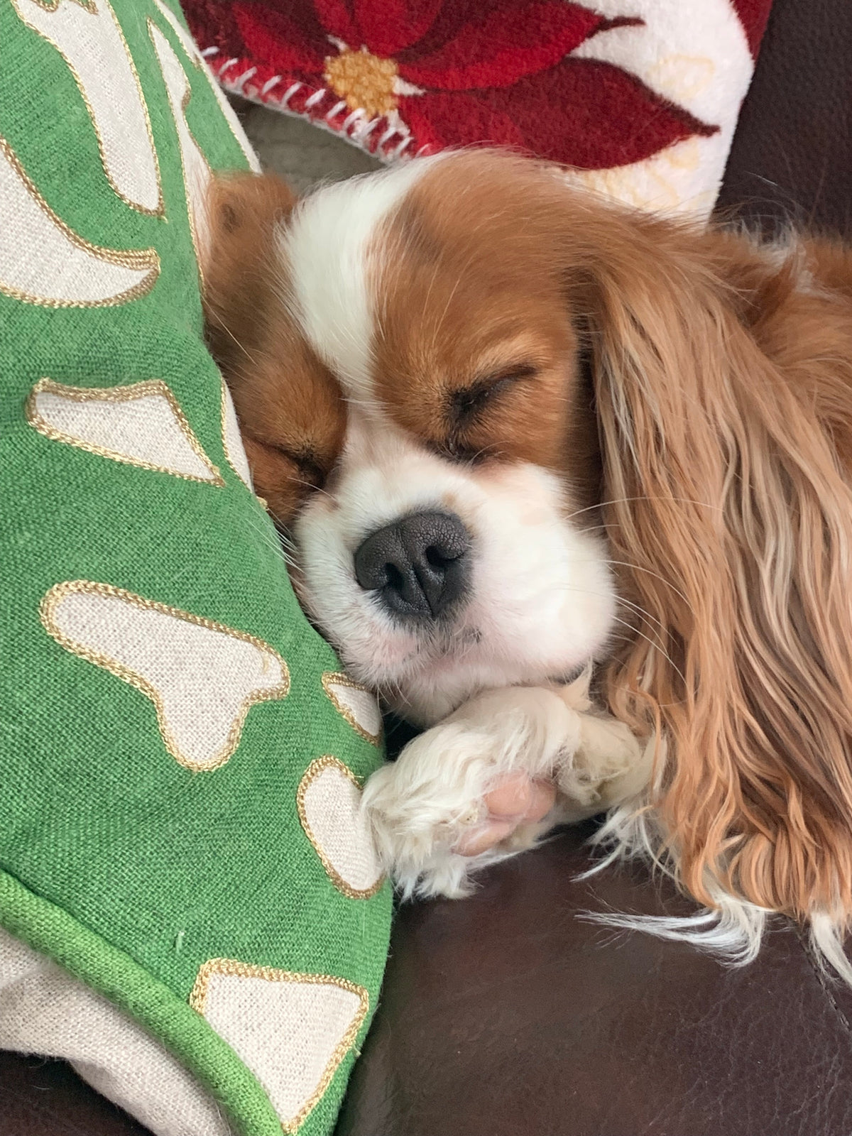 A sleeping Cavalier King Charles Spaniel resting its head on a green decorative pillow with gold accents.