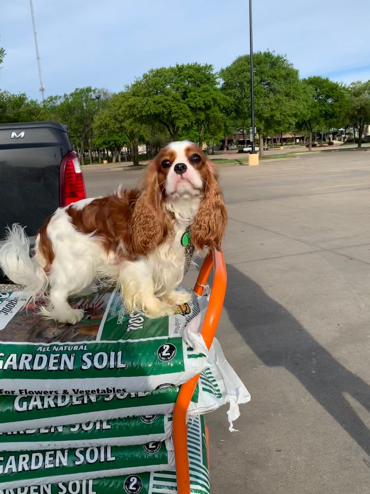Cavalier King Charles Spaniel standing on a stack of garden soil bags in an orange shopping cart in a parking lot.