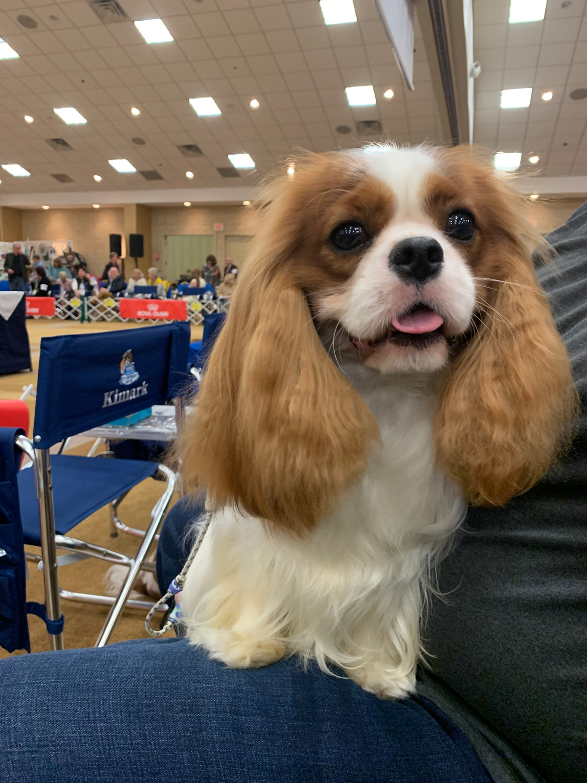 A Cavalier King Charles Spaniel with long, wavy chestnut and white fur sits on a person's lap at a dog show.