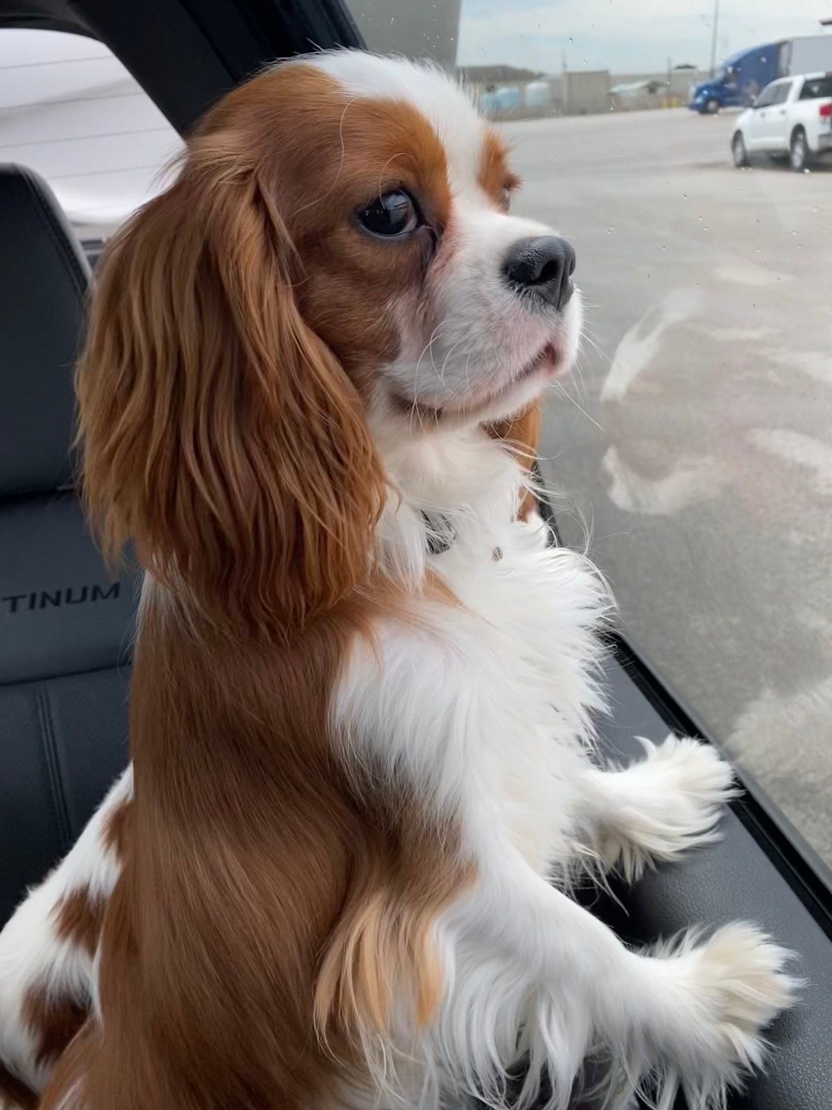 Cavalier King Charles Spaniel with chestnut and white fur sitting in a car, looking out the window.