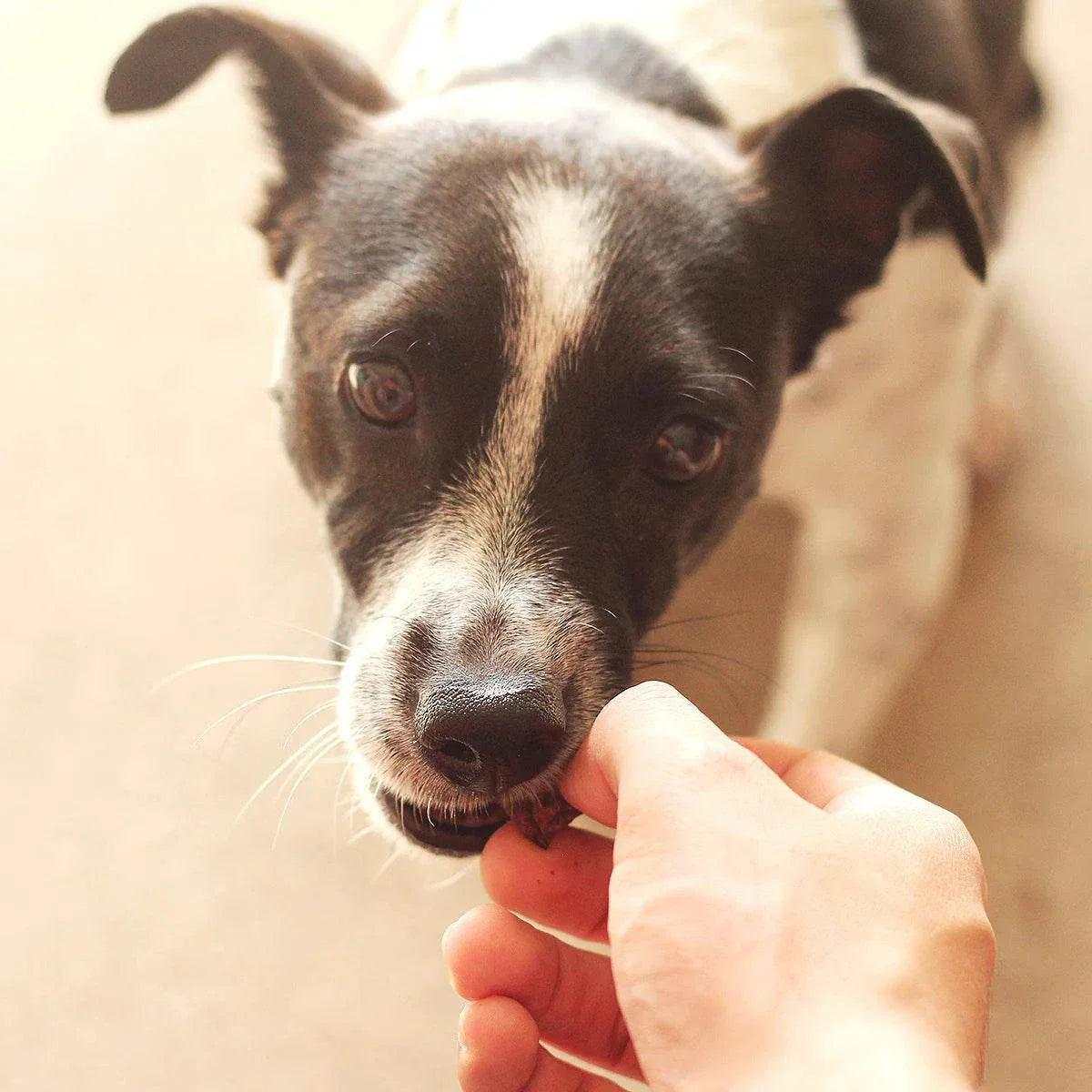 Flat firm lamb lung wafers dog treats easily broken for training and enrichment