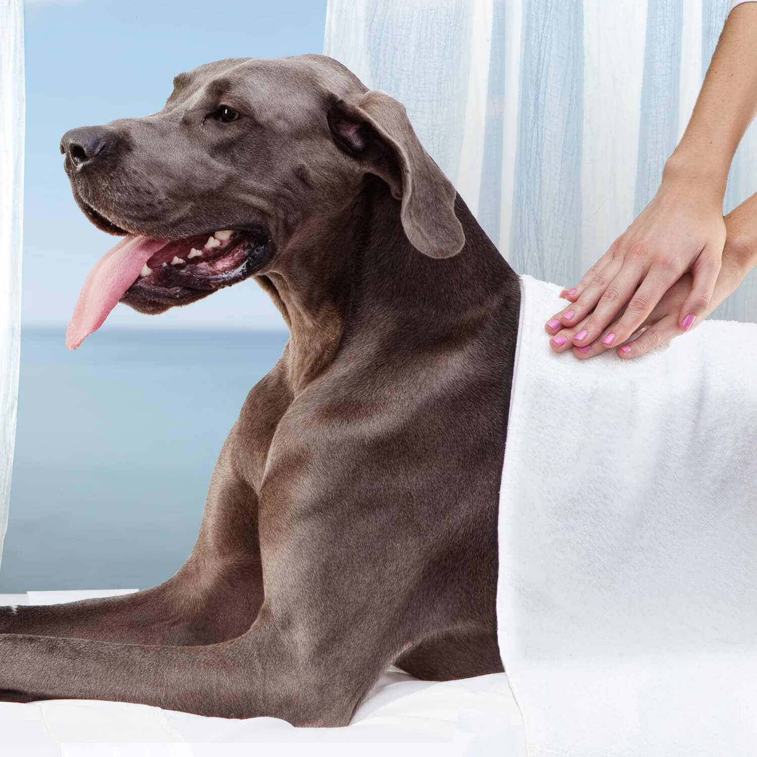 Large breed adult dog with glossy coat receiving towel care, representing Gold Large Breed Adult dog food benefits