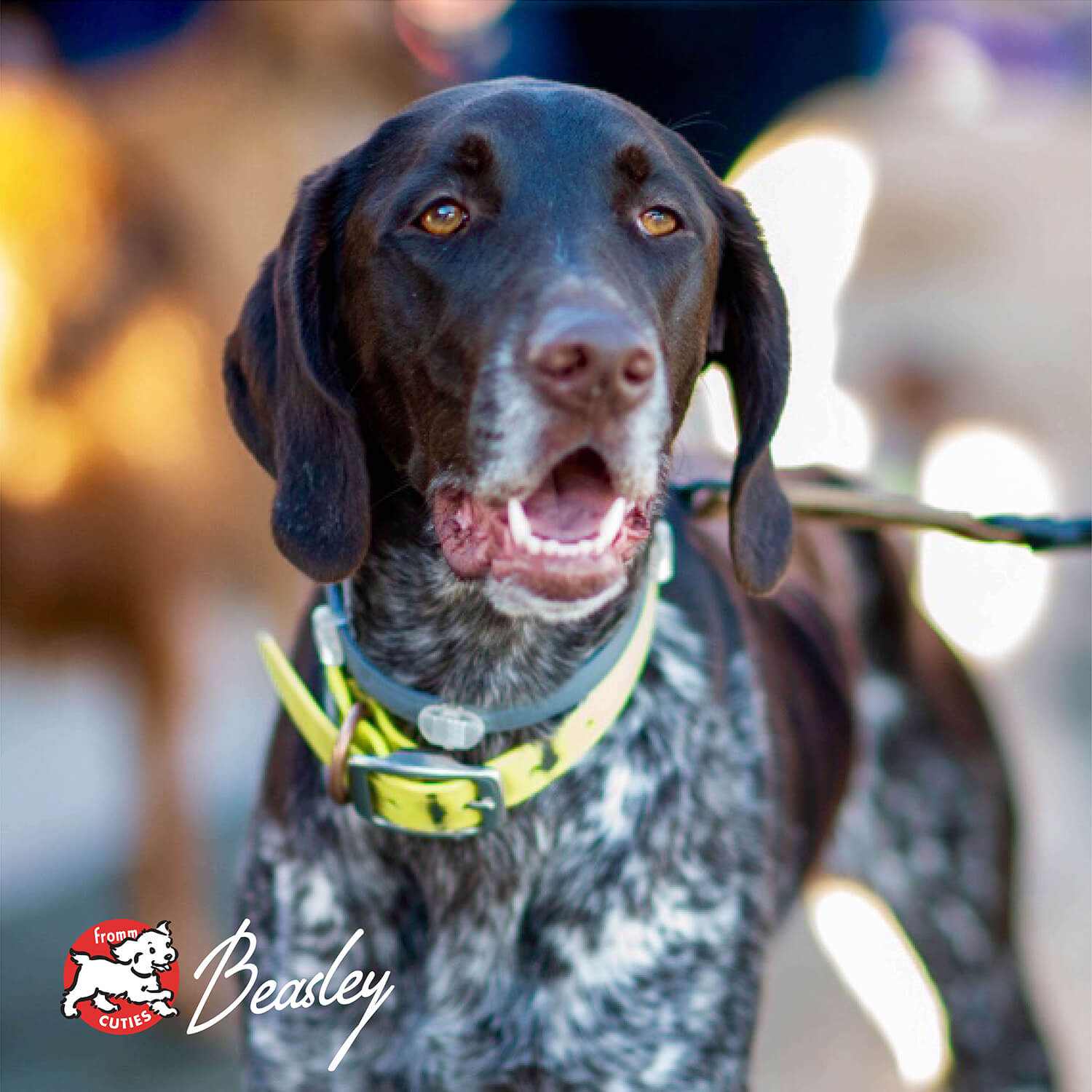 Black and white large breed adult dog wearing a yellow collar, representing Gold Large Breed Adult dog food.