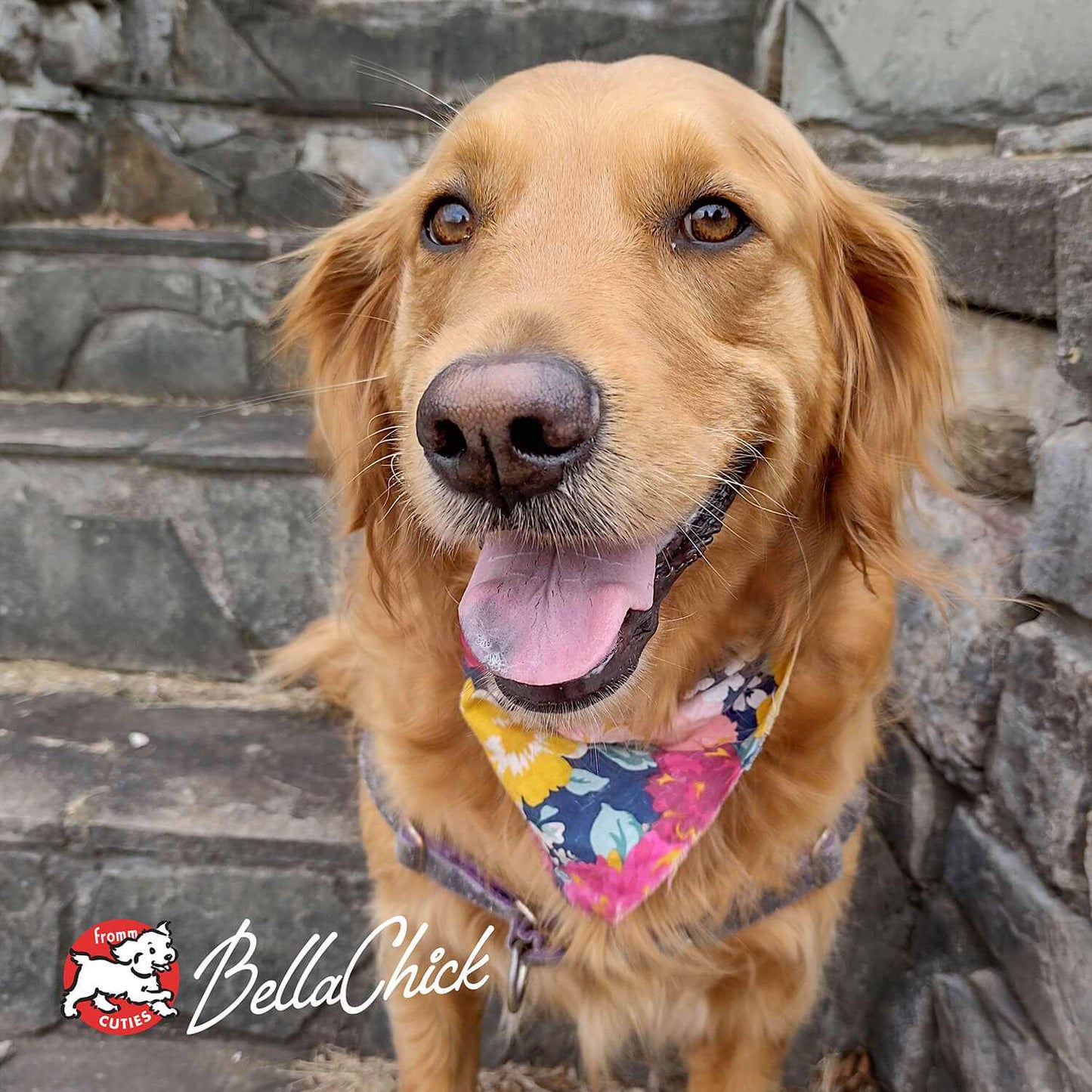 Golden retriever wearing a colorful bandana sitting on stone steps representing Gold Large Breed Adult dog food