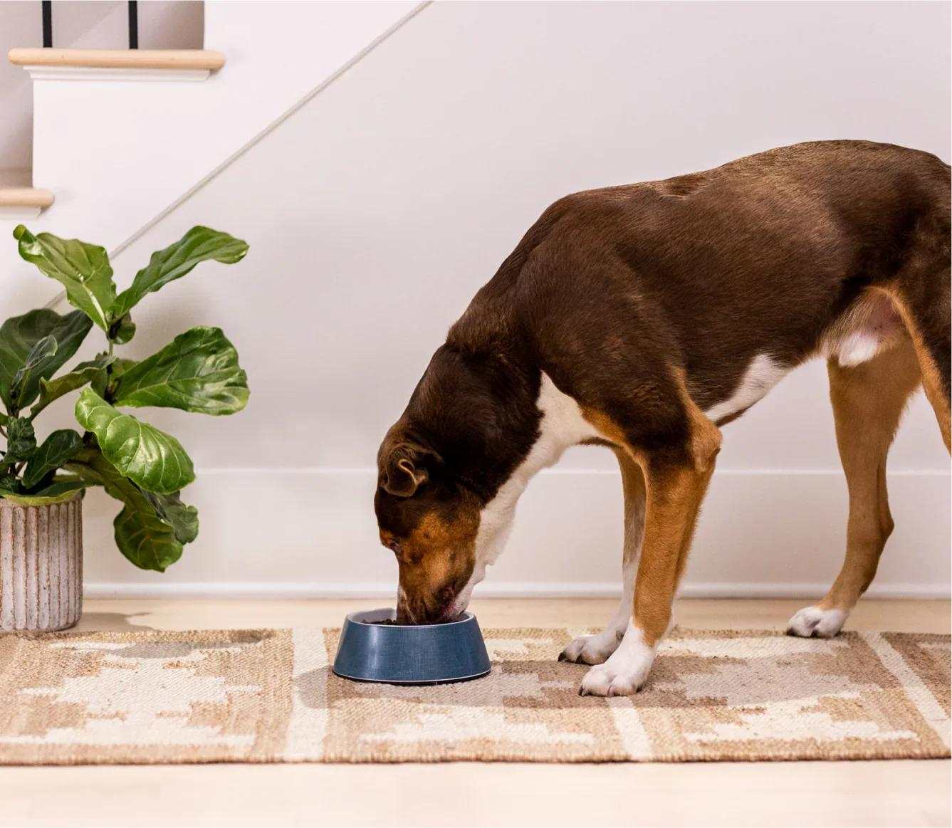 Dog eating New Zealand Venison & Ancient Grain Recipe kibble from a blue bowl on a rug indoors.