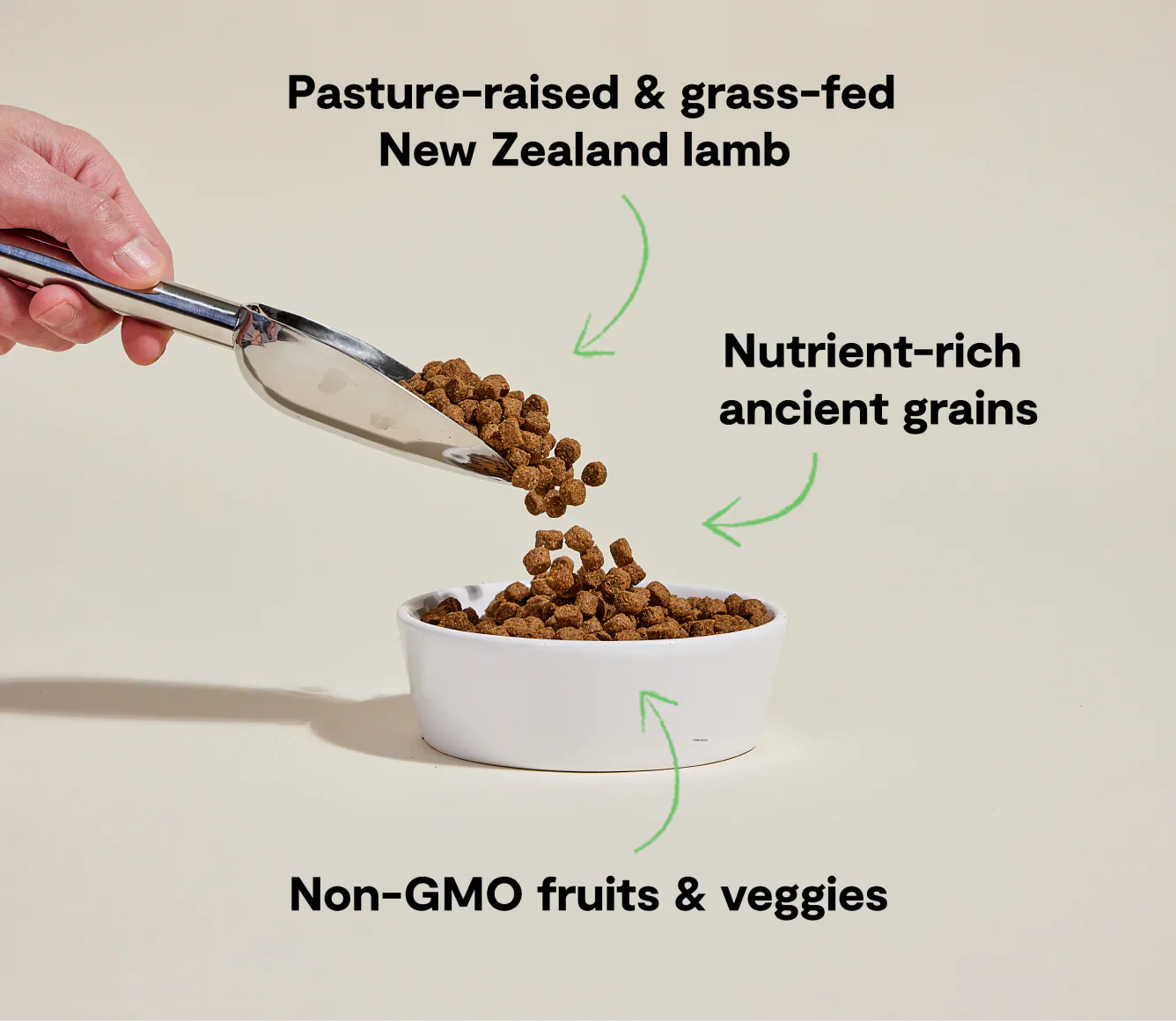 Hand pouring Pasture-Raised Lamb & Ancient Grain Recipe dog kibble with nutrient-rich grains and non-GMO fruits into white bowl