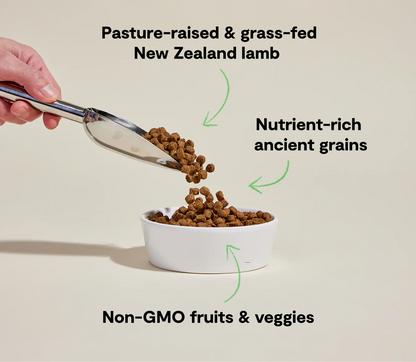 Hand pouring Pasture-Raised Lamb & Ancient Grain Recipe dog kibble with nutrient-rich grains and non-GMO fruits into white bowl