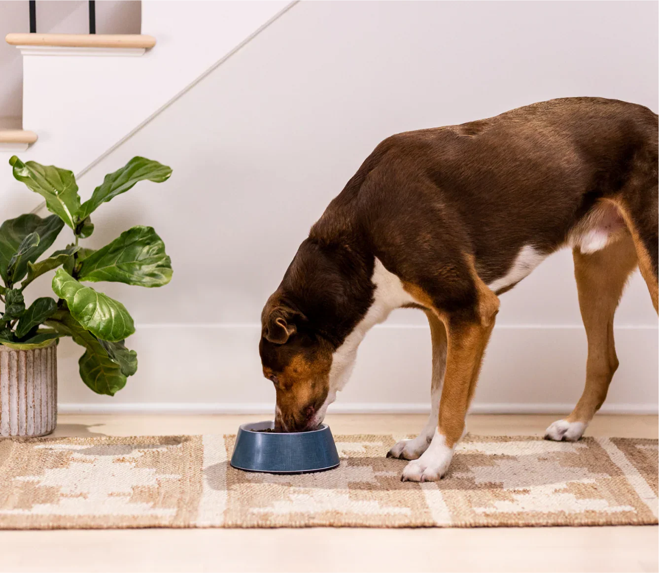 Dog eating Ancient Grains High-Protein Puppy Food from a blue bowl on a rug indoors near a green plant and stairs.