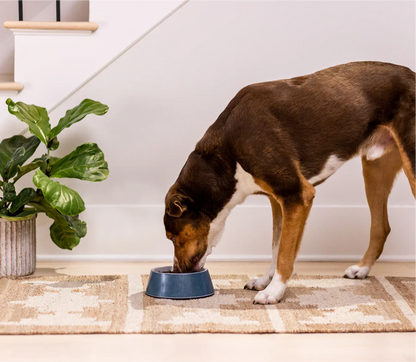 Dog eating Ancient Grains High-Protein Puppy Food from a blue bowl on a rug indoors near a green plant and stairs.