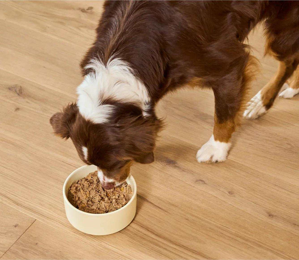 Puppy Chicken & Salmon Pâté, moist brown wet food in a cream ceramic bowl as a brown-and-white puppy eats it.